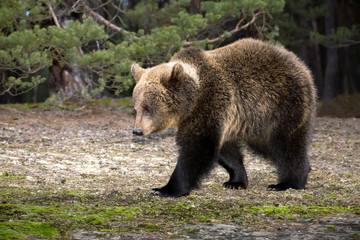 Fototapeta premium brown bear (Ursus arctos) in winter forest