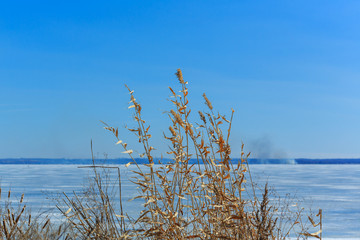 Dry grass at ice at winter background