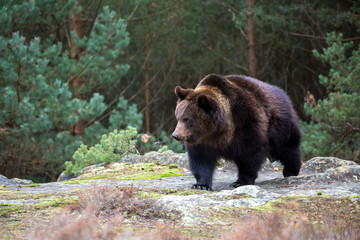 Fototapeta na wymiar brown bear (Ursus arctos) in winter forest