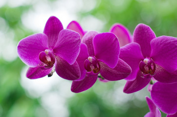 Panele Szklane  kwiat orchidei z zielonym i