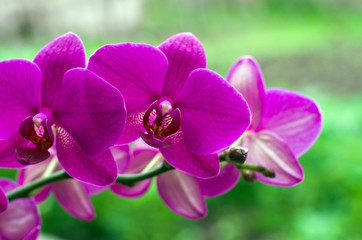 Fototapeta na wymiar orchid flower with green i