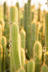 Cactus Field