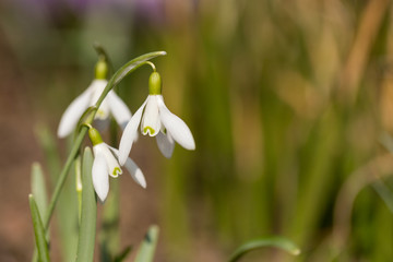 Snowdrop bloom in springtime