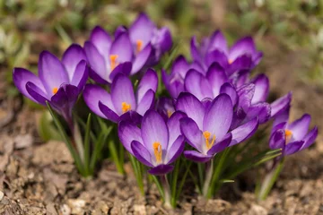 Photo sur Plexiglas Crocus premières fleurs de printemps en crocus de jardin