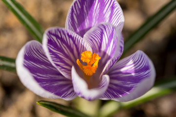Fototapeta premium first spring flowers in garden crocus