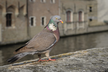 Portrait of an adult  common wood pigeon (Columba palumbus), Belgium