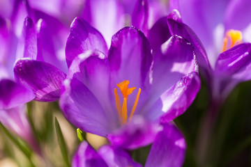 Fototapeta na wymiar first spring flowers in garden crocus