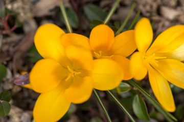 first spring flowers in garden crocus