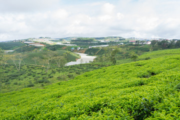 Green tea hill field
