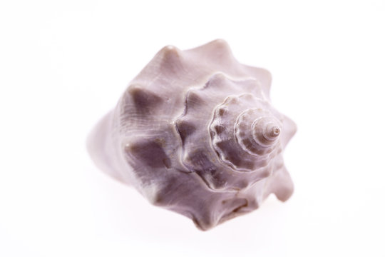 single sea shell isolated on white background