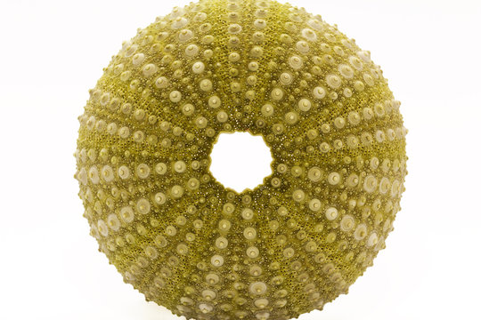 skeleton of sea shell green  echinoidea isolated on white background- macro
