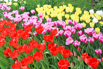 Colourful tulips