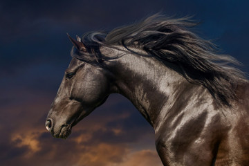 Black stallion in motion portrait isolated against sunset sky