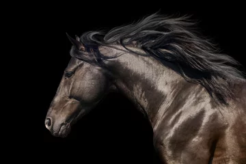Fotobehang Paard Zwarte hengst in beweging portret geïsoleerd op zwarte achtergrond