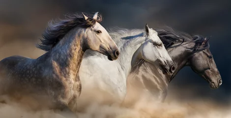Crédence de cuisine en verre imprimé Best-sellers Animaux Les chevaux avec un portrait à longue crinière courent au galop dans la poussière du désert