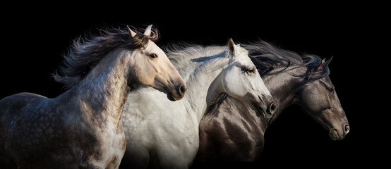 Portrait de troupeau de chevaux courir au galop isolé sur fond noir