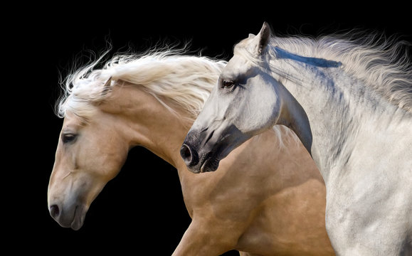 Couple of horses portrait run  isolated on black background