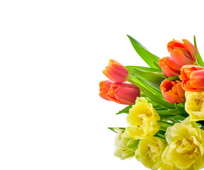 Spring Tulip Flowers over white. Tulips bunch. Springtime.