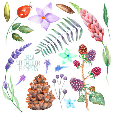 A set, collection with the floral isolated watercolor forest elements (berries, cones, lavender, wildflowers and branches) on a white background