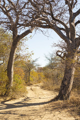 Dirt Road Botswana