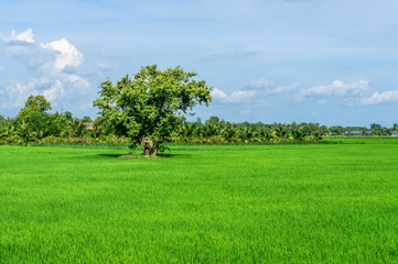 Obraz premium Lonely tree in green field 