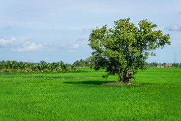 Fototapeta na wymiar Lonely tree in the green rice field 