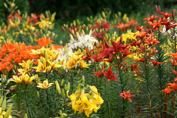  Lilium - lily  © 7monarda