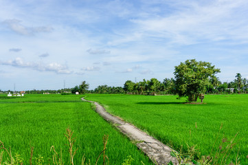 Lonely footpath in field
