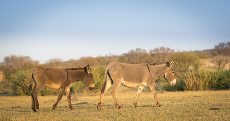 Donkey in Botswana