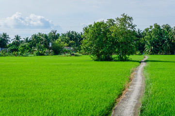 Lonely road in the large field
