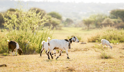 Obraz na płótnie Canvas Goat Flock Grazing