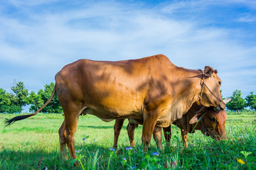 Cows in field
