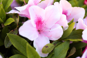 ピンクつつじ一輪