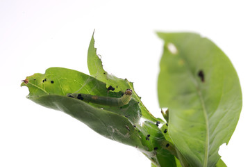 Tortricidae caterpillar on privet  ( Cacoecia   Archips  Tortrix ) - obrazy, fototapety, plakaty