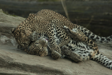 Two young leopard are fighting