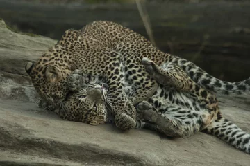 Rolgordijnen Two young leopard are fighting © renatepeppenster