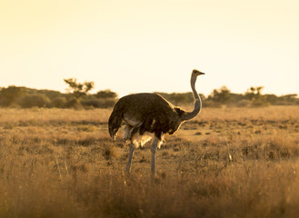 Fototapeta premium Ostrich At Sunset