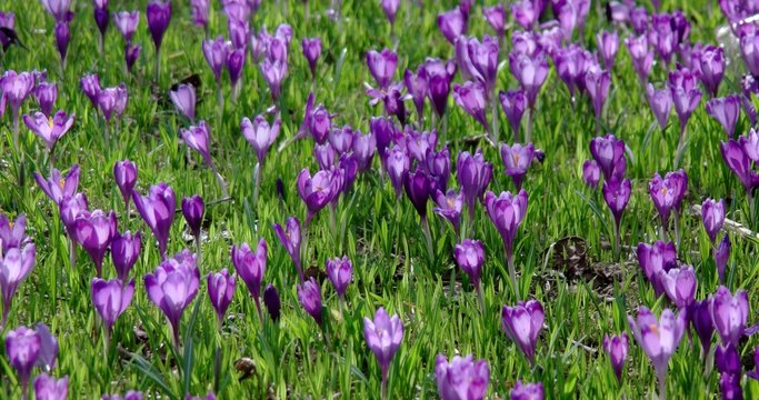 Beautiful Spring Purple Fild of Crocuses