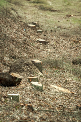 forest cutting on the road