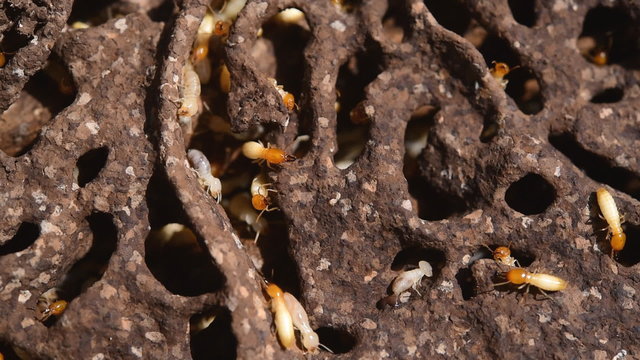 Close up of white ants or termites on decomposing wood