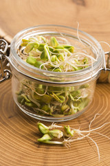 green young sunflower sprouts in the jar