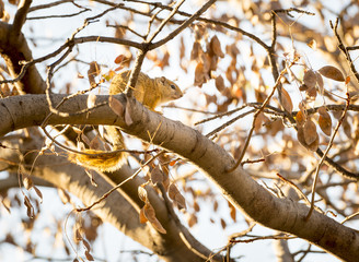Tree Squirrel