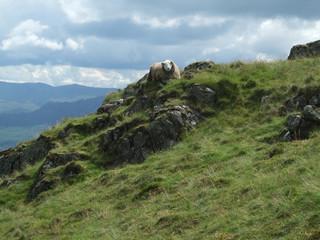 Sheep on Illgill Head