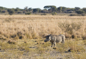 Fototapeta premium Warthog