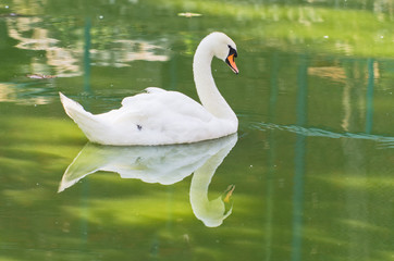Swan is floating at small lake on a summer day