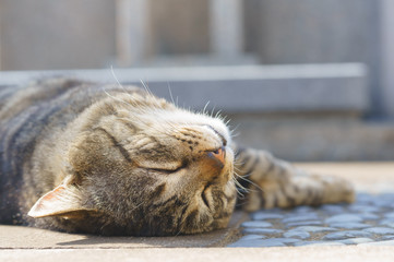 猫