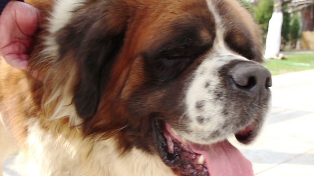 Saint bernard dog