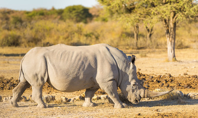Fototapeta premium White Rhino