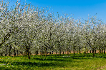 Baum im Frühling