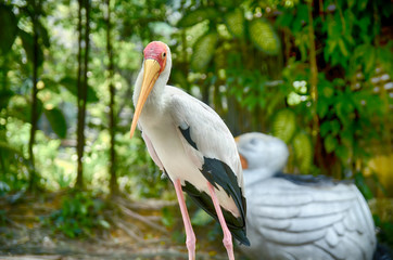 blurred  image of Painted stork Bird(Mycteria leucocephala) at Kuala Lumpur Bird Park,Malaysia